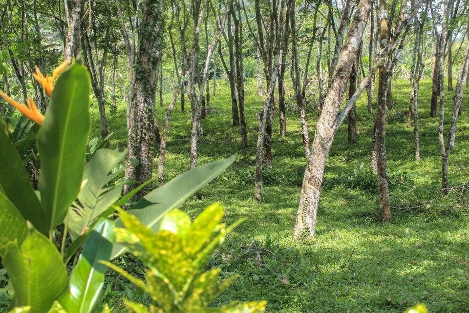 Plantation Villa Калутара Екстер'єр фото